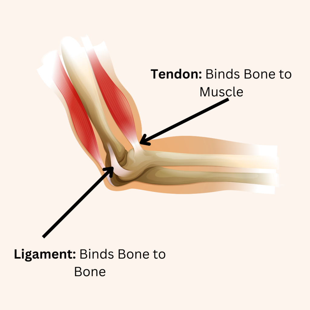 The difference between tendon and ligament injuries. 