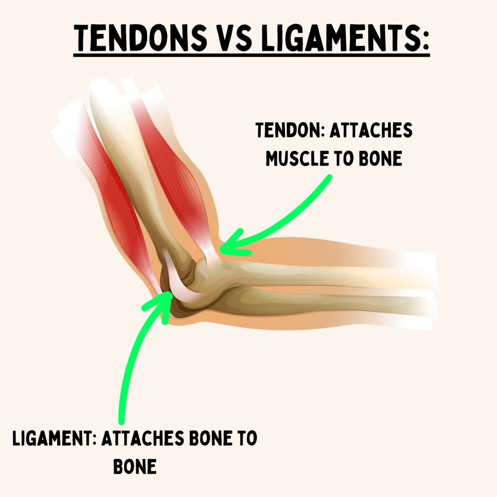 Diagram showing Ligament vs Tendon on an elbow